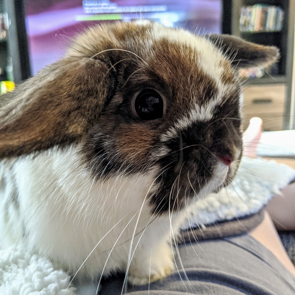 Meet your Posher, Nikki - Picture 13 of 13